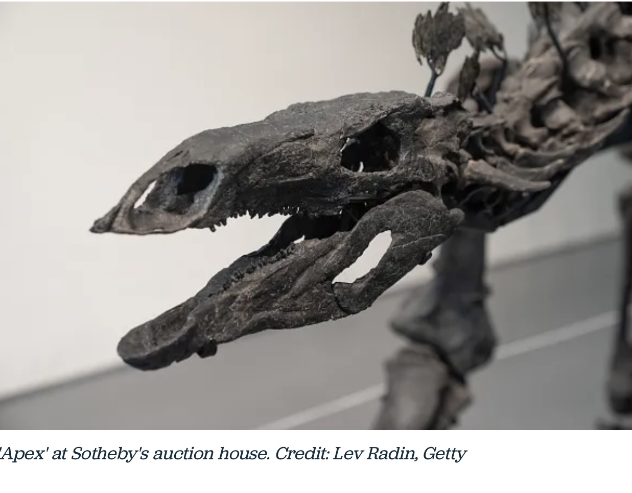 Apex The $44.6 Million Stegosaurus That Broke Auction Records