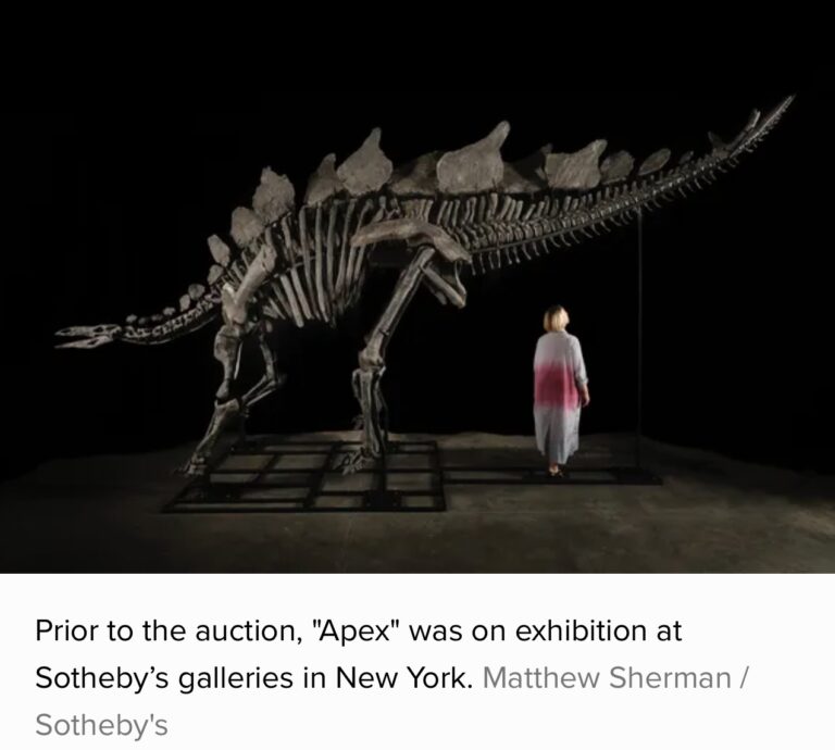 Apex The $44.6 Million Stegosaurus That Broke Auction Records