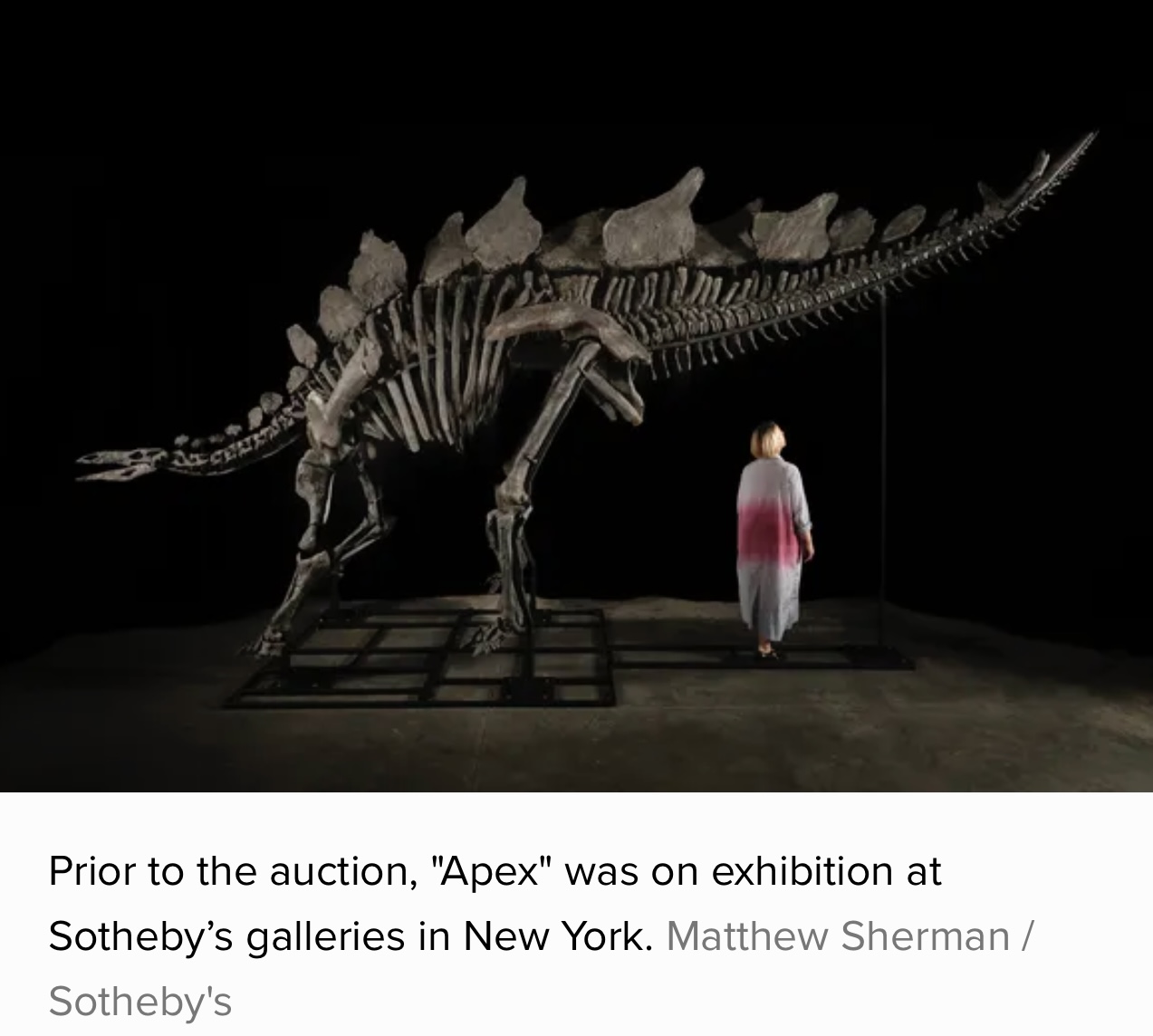 Apex The $44.6 Million Stegosaurus That Broke Auction Records