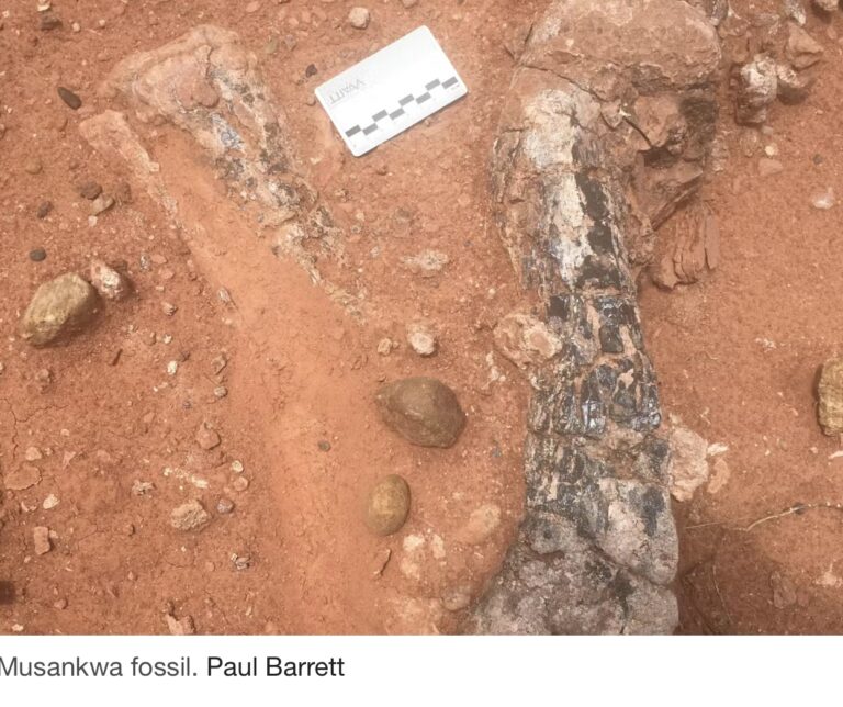 Beyond Musankwa What Africa’s Dinosaurs Tell Us