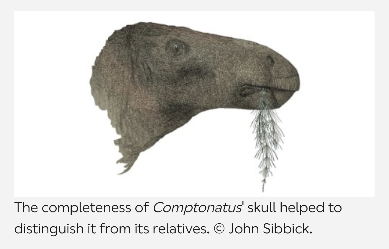 Comptonatus chasei Britain’s Most Complete Dinosaur Skeleton in a Century