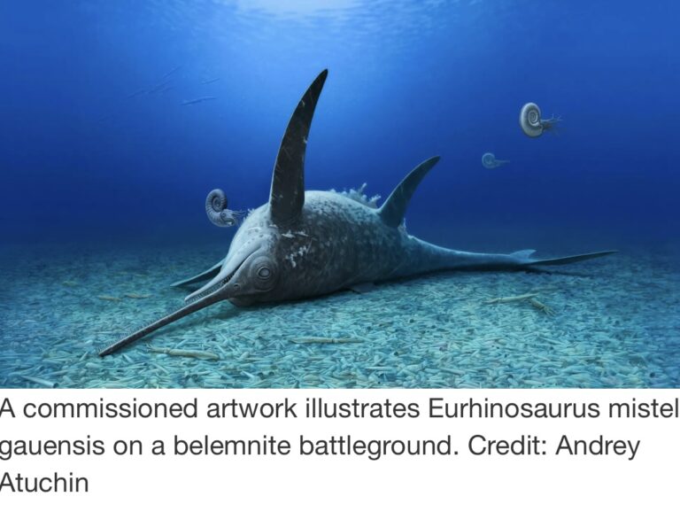 Eurhinosaurus mistelgauensis The Jurassic Sea Monster with a Swordfish Snout