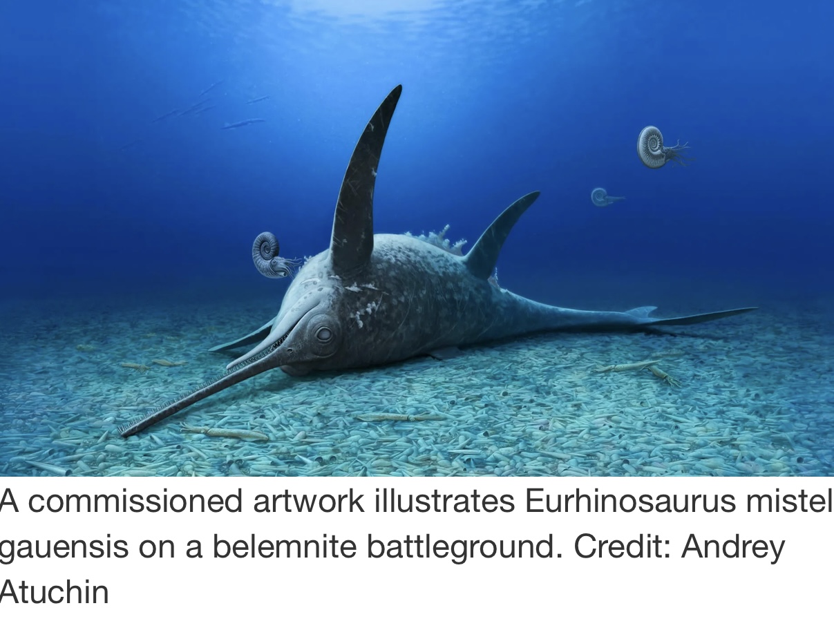 Eurhinosaurus mistelgauensis The Jurassic Sea Monster with a Swordfish Snout