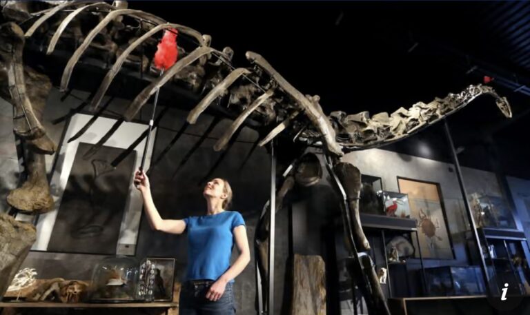 Fossils for Sale Balancing Private Collecting and Public Science