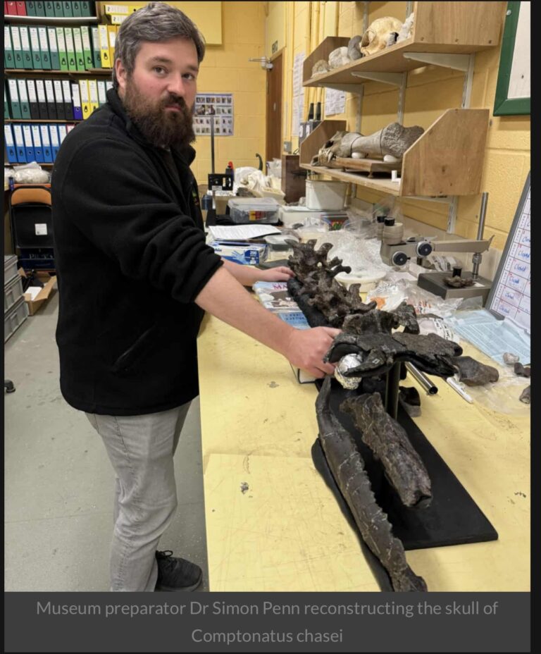 From Beachcomber to Palaeontologist The Story Behind Comptonatus