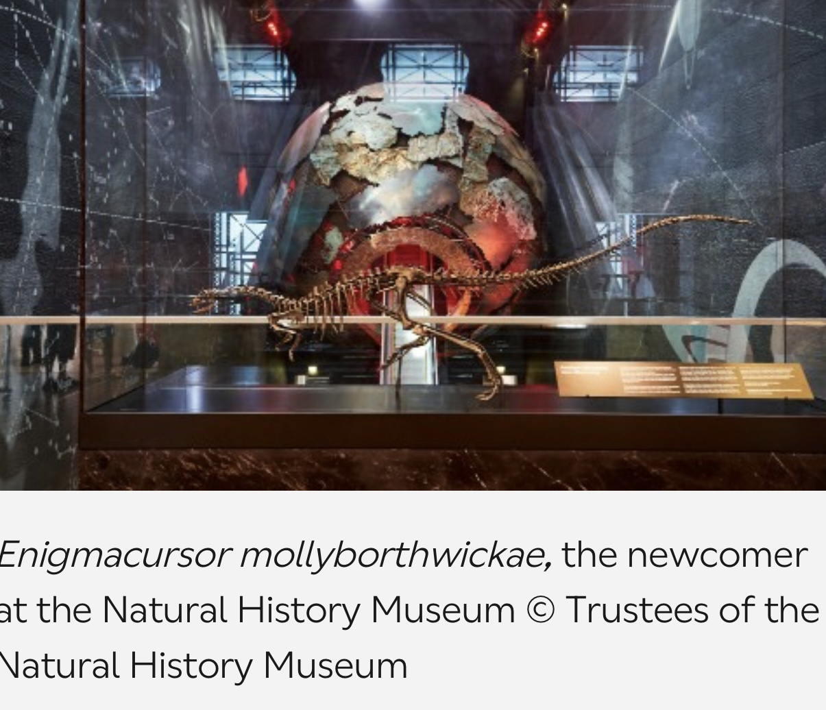 Hidden Treasures in Museum Drawers Lessons from Enigmacursor