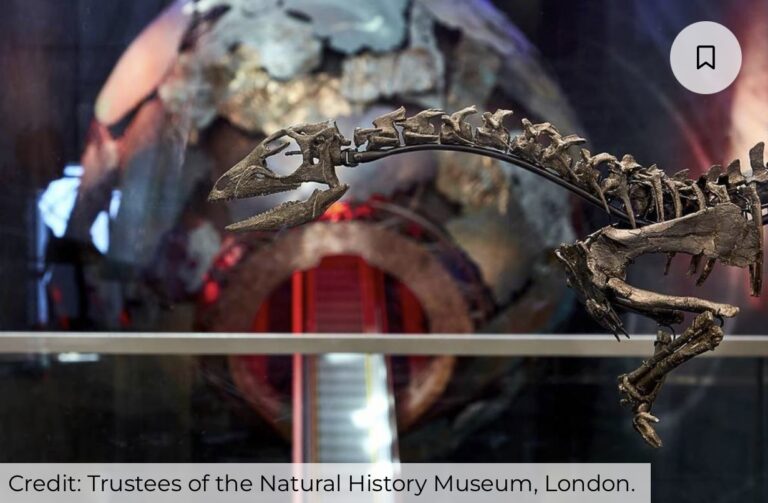 Hidden Treasures in Museum Drawers Lessons from Enigmacursor