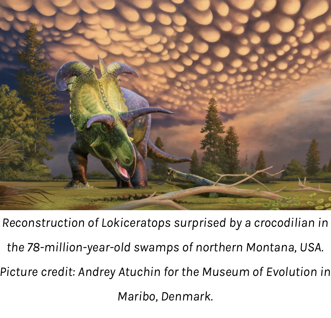 Horns That Outshine Antlers The Display Arms Race of Lokiceratops