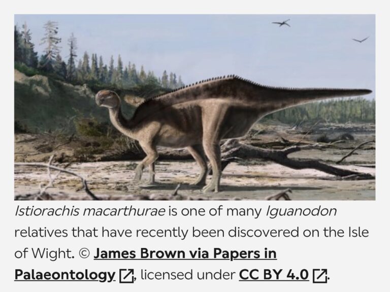 Istiorachis macarthurae The Sail‑Backed Surprise from the Isle of Wight