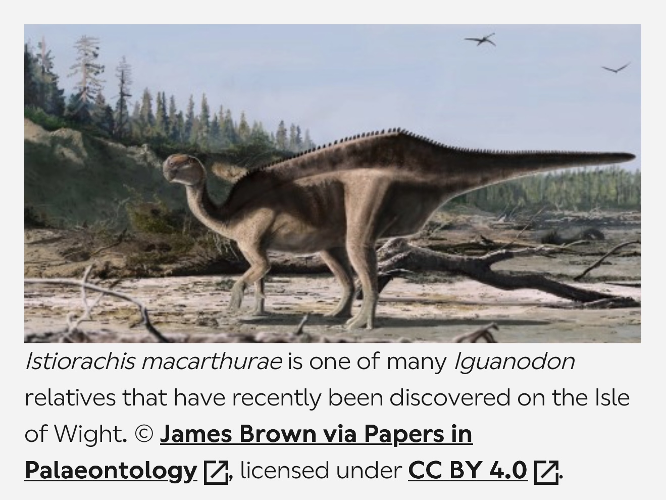 Istiorachis macarthurae The Sail‑Backed Surprise from the Isle of Wight
