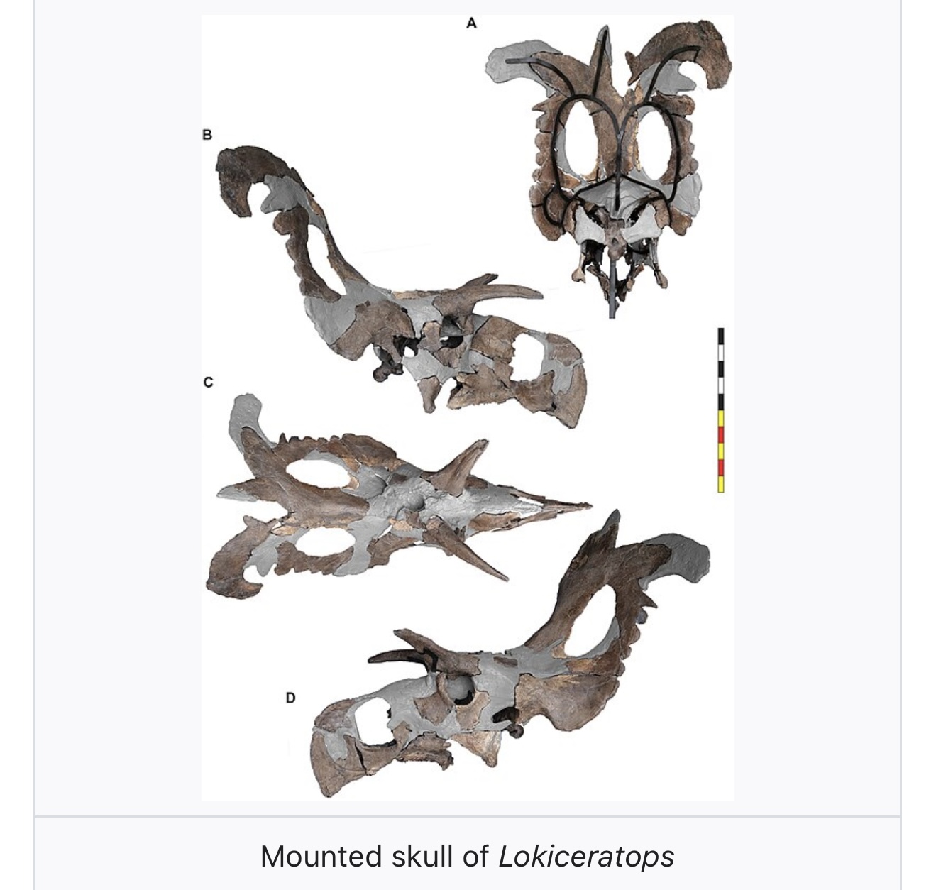 Loki’s Horned Face The Ceratopsian With Blade‑Like Horns