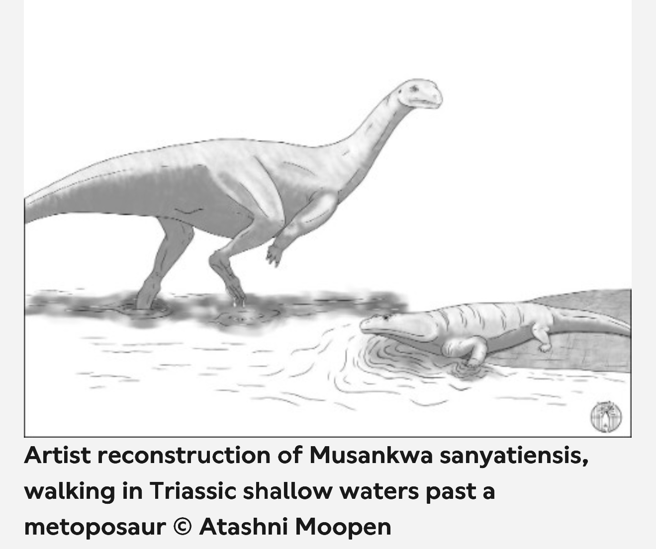 Musankwa sanyatiensis Zimbabwe’s Fourth Dinosaur and a Window into the Mid‑Zambezi Basin
