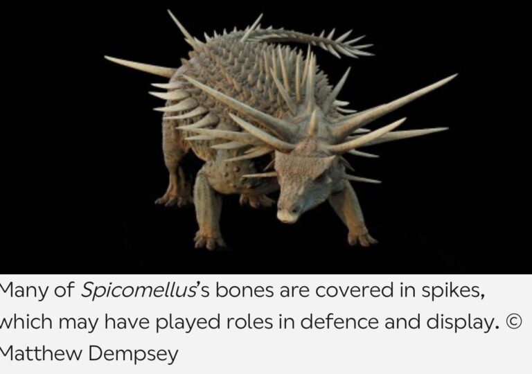 Spicomellus afer The Ankylosaur With a Spiked Collar