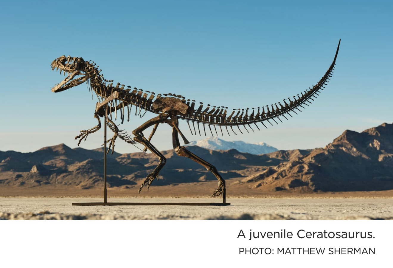  This Juvenile Carnivore Fetched $30.5 Million Inside the Ceratosaurus Sale