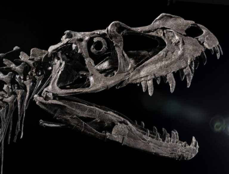 This Juvenile Carnivore Fetched $30.5 Million Inside the Ceratosaurus Sale