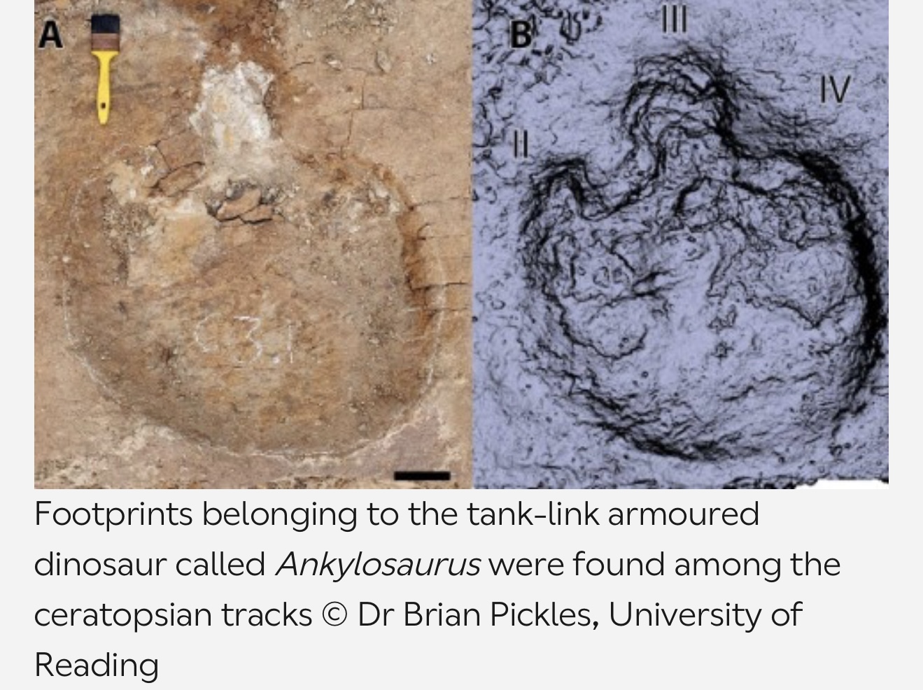 When Dinosaurs Herded Like Wildebeest Mixed‑Species Trackways in Canada
