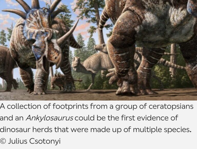 When Dinosaurs Herded Like Wildebeest Mixed‑Species Trackways in Canada