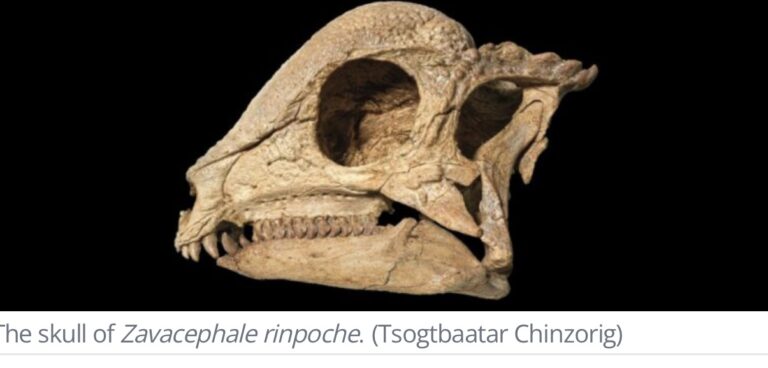 Zavacephale rinpoche Oldest Dome‑Headed Dinosaur Pushes Back the Clock
